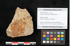 Foto (Objekt + Etikett) von Quercus palaeoilex Ettingshausen (NHMW-GEO-2024-0188-6372)